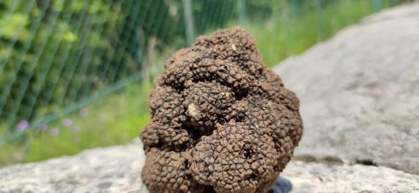 Tartufo UNCINATO