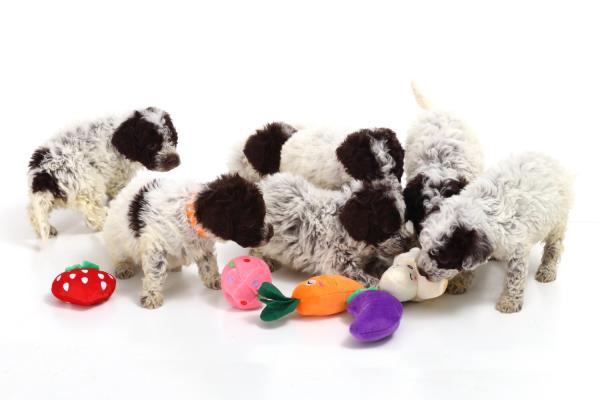 prenota il tuo cucciolo