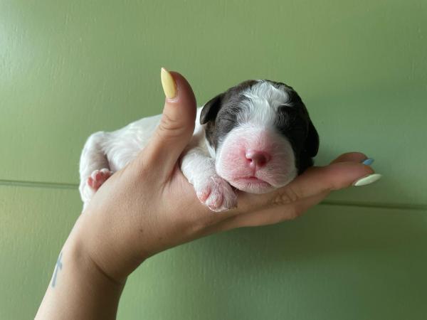 Cuccioli dell'allevamento