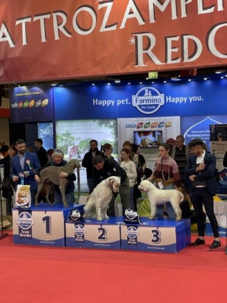 DogWinner Quattrozampeinfiera